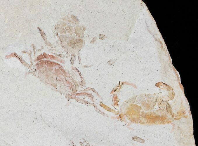 Two Fossil Pea Crabs (Pinnixa) From California - Miocene #63720